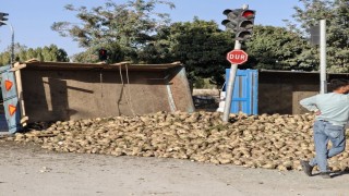 Muşta şeker pancarı yüklü traktör devrildi