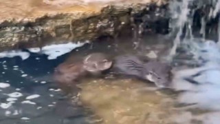 Nadir görülen yavru su samurları görüntülendi