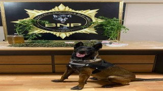 Narkotik köpeği Pablonun hassas burnu esrarı ve keneviri yakalattı