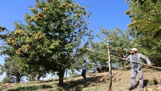 Nazillide kestane işçi yevmiyeleri belli oldu