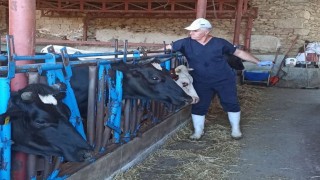 Nazillide şap aşılama çalışmaları tamamlandı