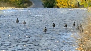 Nemrut Kalderasında çil keklik sürüsü görüntülendi