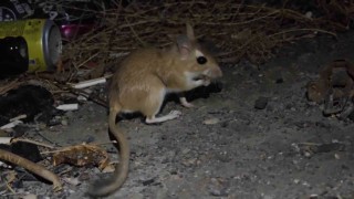 Nesli tükenme tehlikesindeki Arap tavşanı görüntülendi