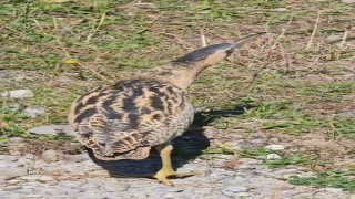 Nesli tükenmekte olan Güney Amerika balabanı Artvinde görüldü