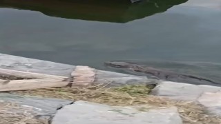 Nesli tükenmekte olan su samuru Küçükçekmecede görüldü