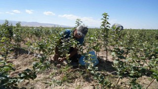 Niğde, elma fidanı üretiminde Türkiyenin öncüleri arasında