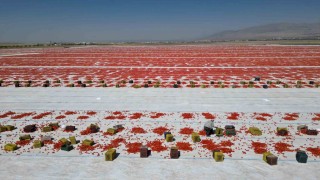 Niğdede güneşte kuruyan domatesler dünya sofralarında