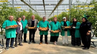 Niğdede jeotermal enerjiyle ısıtılan seralarda domates hasadı