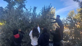 Öğrenciler zeytin hasadıyla üretim bilincini öğreniyor