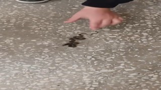 Okul koridorunda yılan paniği