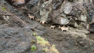 Oltuda yaban keçilerinin görsel şöleni