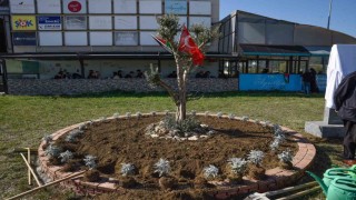 OMÜde Filistin için zeytin ağacı anıtı dikildi