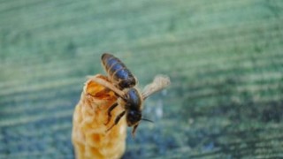 OMÜlü akademisyenlerden arıcılığa yenilikçi katkı: Ana Arı Üretim Aparatı