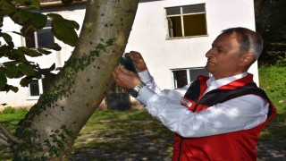 Ordu İl Tarım ve Orman Müdürü Ay: Kahverengi kokarca ile mücadele aralıksız devam ediyor