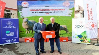 Orduda 150 koyun yetiştiricisine kırkım makine desteği