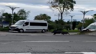 Orduda domuz sahil yoluna indi