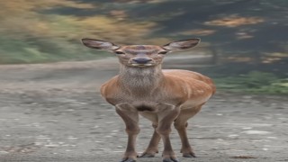 Orman sofrasında Kızıl Geyik öğle yemeğinde