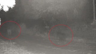 Ormanda yiyecek arayan anne ayı ve yavrusu fotokapanda