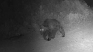 Ormanda yiyecek arayan ayı fotokapanda