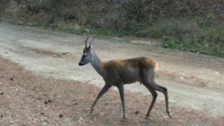 Ormanda yiyecek arayan karacalar fotokapanda