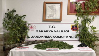 Ormanlık araziden kenevir hasat ederken suçüstü yakalanan şahıs tutuklandı