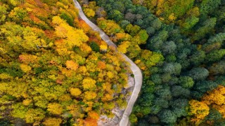 Örümcek Ormanlarında renklerin muhteşem dansı