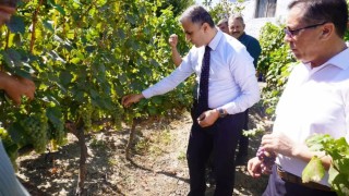 Osmancık karası üzümü tescillendi