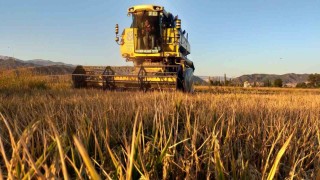 Osmancıkın beyaz altınında hasat başladı: 20 bin dekar alanda üretim yapılıyor