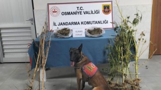 Osmaniye Jandarması 142 Olayda 113 Şüpheliyi Yakaladı