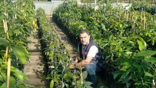 Osmaniye’de 100 Bin Sertifikalı Avokado Fidanı Üretildi