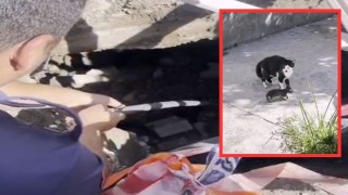 Osmaniye’de Çukura Düşen Yavru Kedi İtfaiye Tarafından Kurtarıldı