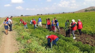 Osmaniye’de Gençlerden Çiftçilere Gönüllü Destek