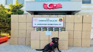 Osmaniyede kaçak makaron operasyonunda 1 tutuklama