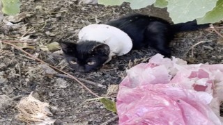 Osmaniye’de Kapağa Sıkışan Yavru Kedi İtfaiye Tarafından Kurtarıldı