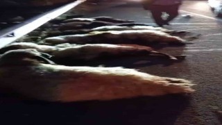 Otomobil sürüye çarptı, onlarca koyun telef oldu