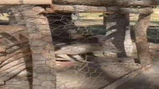 Özalpte kafeste tutulan kurt kurtarıldı