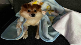 Pabloyu bulana 50 bin lira ödül verecekler