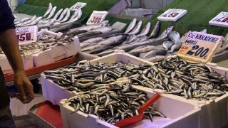 Palamudun yokluğunu Karadenizin vazgeçilmezi hamsi tamamlıyor