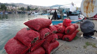 Palamut gibi onun da avı balıkçıları hüsrana uğrattı