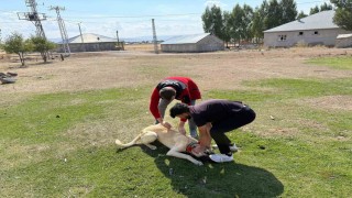 Patnosta köpeklere mikroçip ve kuduz aşısı uygulaması