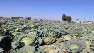 Patnosta Lahana hasadı başladı