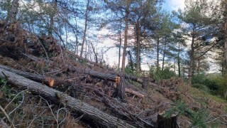 Payas kırsalı ormanlık alanda 20 adet kızılçam ağacı kesilmiş halde bulundu