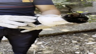 Plastik kapağa sıkışan yavru kedi kurtarıldı