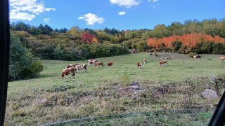 Posofta sonbahar güzelliği