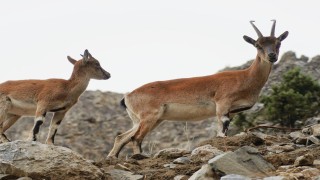 Pozantıda yaban keçileri görüntülendi