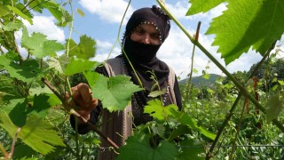 Prof. Dr. Gerçekcioğlu: Meyveciliği örtü altına almalıyız