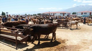 Refahiyenin 34 köyünde şap karantinası