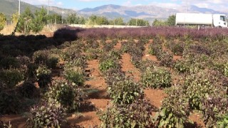 Reyhan tohuma bırakıldı, arılar bal üretti