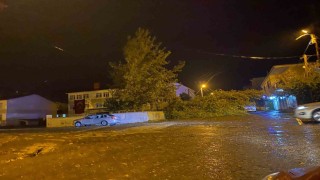 Rüzgarın kökünden söktüğü ağaç otomobilin üzerine devrildi