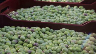 Fethiyede zeytin hasadı başladı